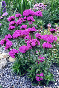 Dianthus barbatus